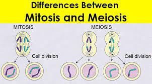 Comparison of Meiosis and Mitosis